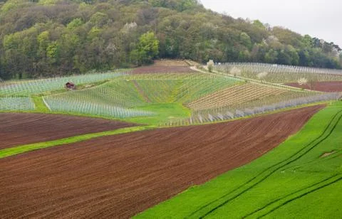 Pattern formed by rows of grape vines in vineyard castell 스톡 사진