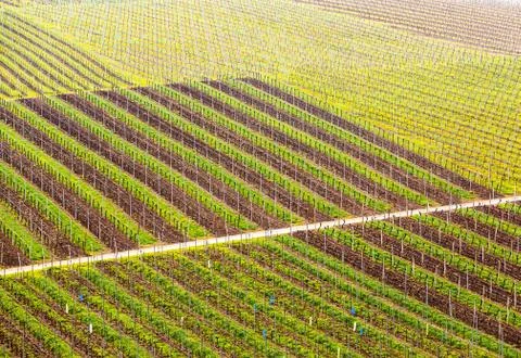 Pattern formed by rows of grape vines in vineyard castell Stock Photos