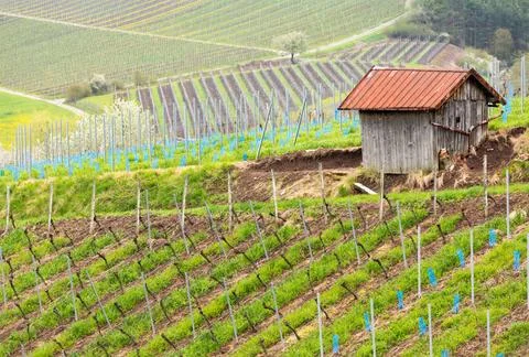 Pattern formed by rows of grape vines in vineyard Castell Pattern of rows ... 写真素材