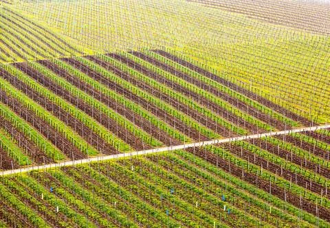 Pattern formed by rows of grape vines in vineyard Castell Pattern of rows ... Foto stock