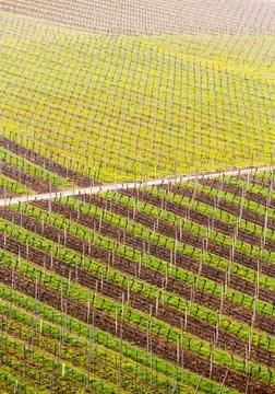 Pattern formed by rows of grape vines in vineyard Castell Pattern of rows ... Stock Photos