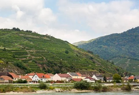 Pattern formed by rows of grape vines in vineyard Pattern of rows of grape... Foto stock
