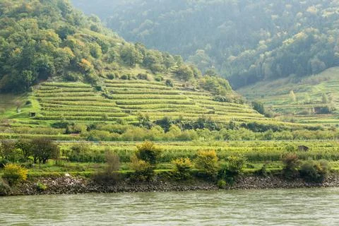 Pattern formed by rows of grape vines in vineyard Pattern of rows of grape... Foto stock
