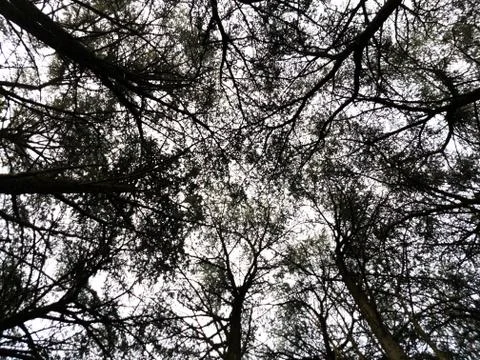 A pattern formed by trees seen from below Stock Photos