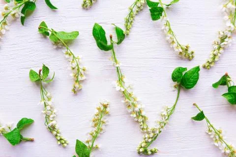 Pattern of fresh blooming spring flowers on wooden background. Springtime con Stock Photos