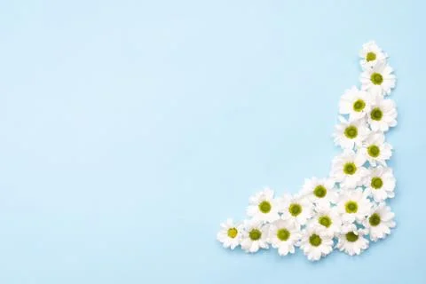 Pattern of  fresh chamomile flowers on table. Copy space on blue background Stock Photos