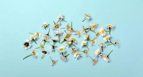 Pattern with fresh daisy flowers on blue pastel backround. Stock Photos