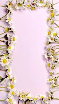 Pattern with fresh daisy flowers on pink pastel backround. Stock Photos