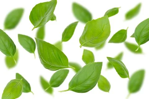 Pattern of fresh green basil leaves on a white background Foto stock