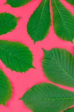 Pattern with fresh green chestnut leaves Creative flat lay top view patter... Stock Photos