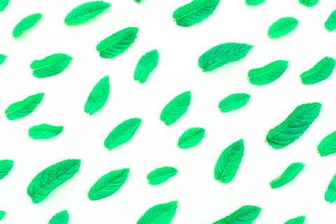 Pattern of fresh green mint leaves on a white background. Top view. Natural b Stock Photos