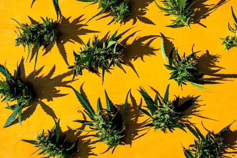 Pattern of fresh green weed marijuana cannabis buds or flowers in a row on .. Stock Photos