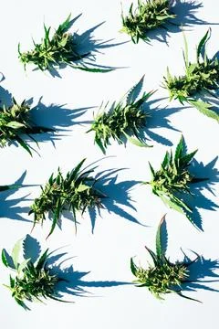 Pattern of fresh green weed marijuana cannabis buds or flowers on white bac.. Stock Photos
