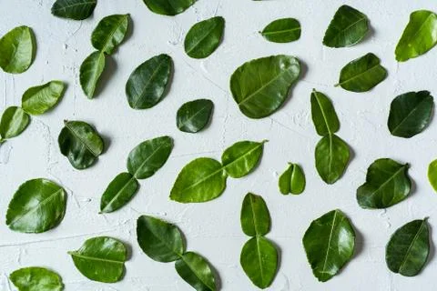 Pattern with fresh lime leaves over white concrete background. Foto stock