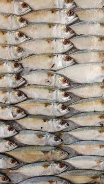 Pattern of fresh mackerel fish backgrounds Foto stock