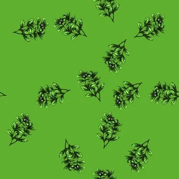 Pattern fresh marjoram sketch hand drawn Stock Illustration