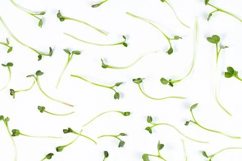 Pattern of fresh microgreen stems on white. Vegan or lean menu, salad ingredi Stockfoto's