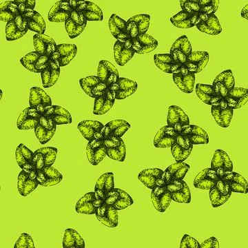Pattern fresh oregano sketch hand drawn Illustrazione stock