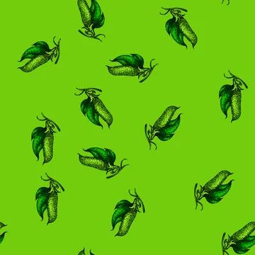 Pattern fresh pea sketch hand drawn Illustrazione stock