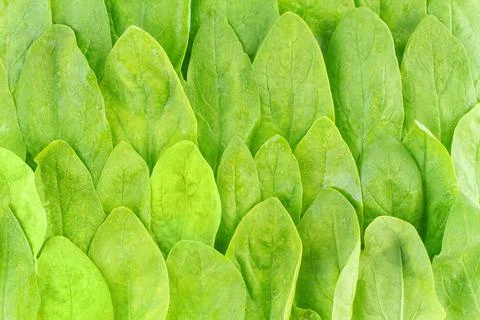 Pattern of fresh spinach leaves Foto stock