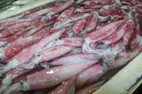 Pattern of fresh squids in tray with ice blocks for sell. Cephalopods on a se Stock Photos
