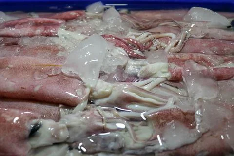 Pattern of fresh squids in tray with ice blocks for sell. Cephalopods on a se Foto stock