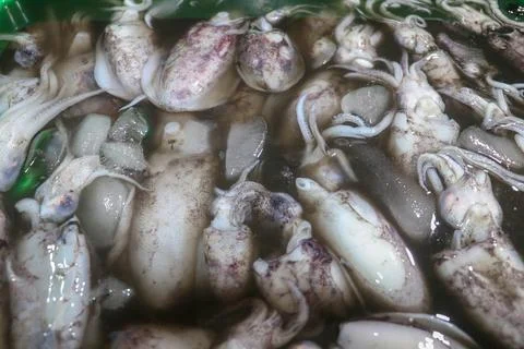 Pattern of fresh squids in tray with ice blocks for sell. Cephalopods on a se Stock Photos