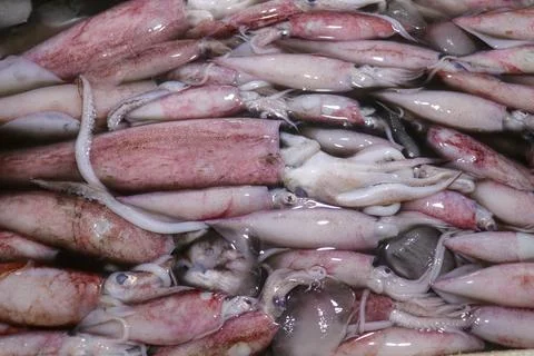 Pattern of fresh squids in tray with ice blocks for sell. Cephalopods on a se Stock Photos