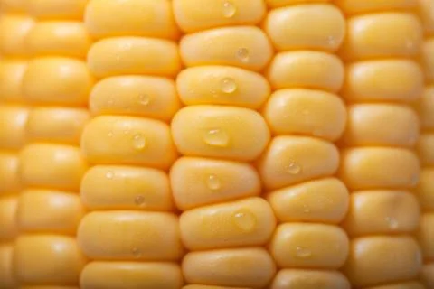 Pattern of fresh sweet corn Stock Photos