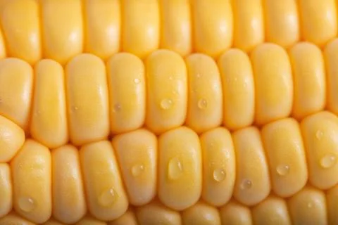 Pattern of fresh sweet corn Stock Photos