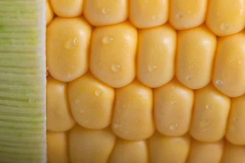 Pattern of fresh sweet corn Stock Photos