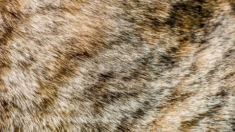A pattern of a fur of a tabby cat 写真素材