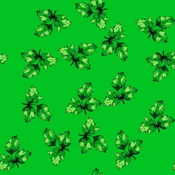 Pattern garnish parsley sketch hand drawn Stock Illustration