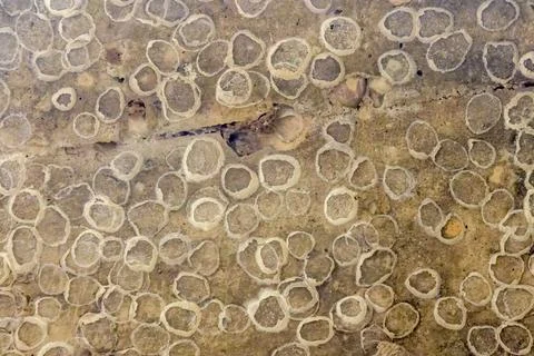 Pattern generated by the traces of mud dauber nests, on the concrete wall of  Stock Photos