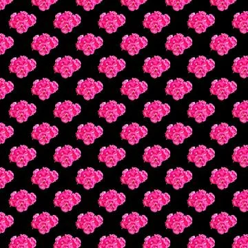 The pattern of geranium flowers is isolated on a black background Illustrazione stock