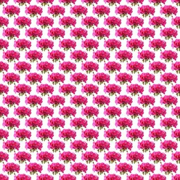 Pattern of geranium flowers pattern Stock Illustration