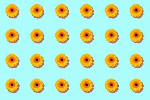 A pattern of gerbera flower on a cyan background Stock Photos