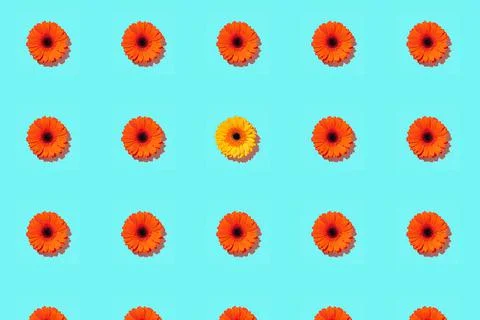 A pattern of gerbera flower on a cyan background Stock Photos
