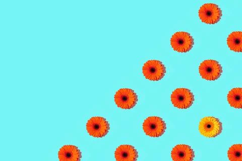 A pattern of gerbera flower on a cyan background Stock Photos
