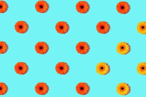 A pattern of gerbera flower on a cyan background Stock Photos