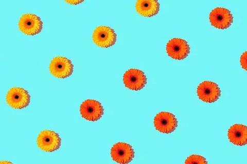 A pattern of gerbera flower on a cyan background Stock Photos