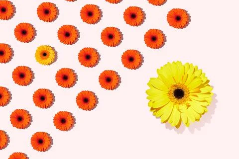 A pattern of gerbera flower on a rose background Stock Photos