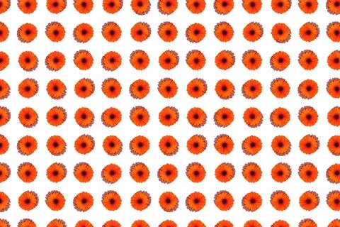 A pattern of gerbera flower on a white background Stock Photos