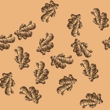 Pattern ginger root sketch hand drawn illustration Stock Illustration