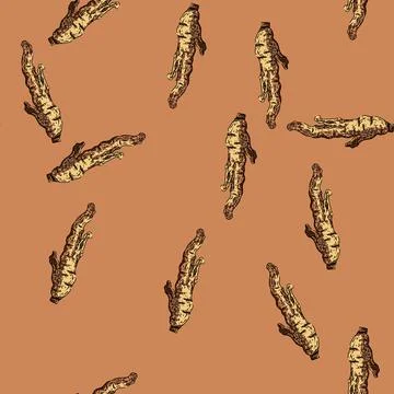 Pattern ginseng root dry sketch hand drawn Stock Illustration
