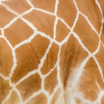 Pattern of Giraffe skin Stock Photos