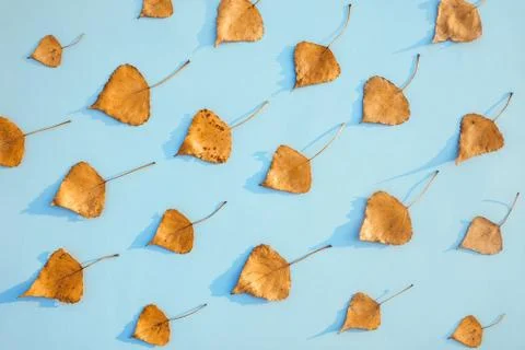Pattern of golden autumn leaves on blue background, image of falling leaves Stock Photos