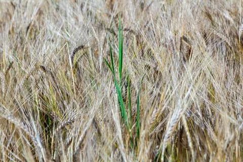 Pattern of golden field Foto stock