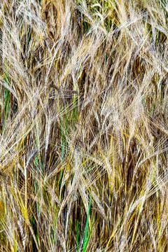 Pattern of golden field Foto stock