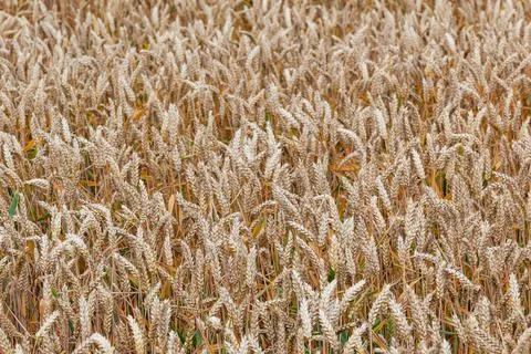 Pattern of golden field Foto stock